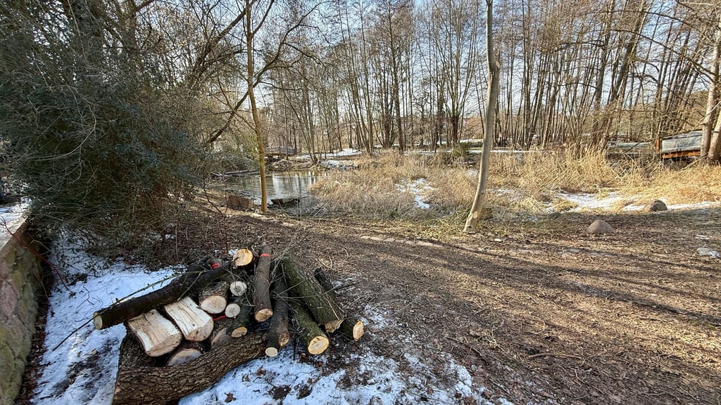 Der Teich im Europadorf Meinsdorf ist als solcher fast nicht mehr zu erkennen. Erste Arbeiten für die Entschlammung, die  im Herbst erfolgen soll, haben begonnen. 