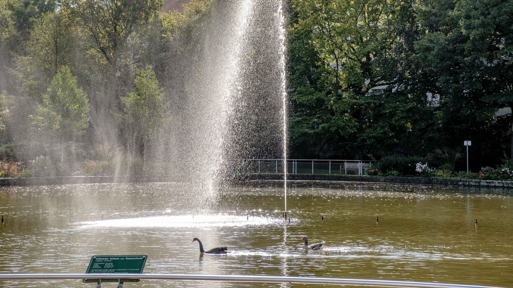 Gans und Schwan waren lange ein Paar auf dem Schwanenteich in Bad Schmiedeberg. 