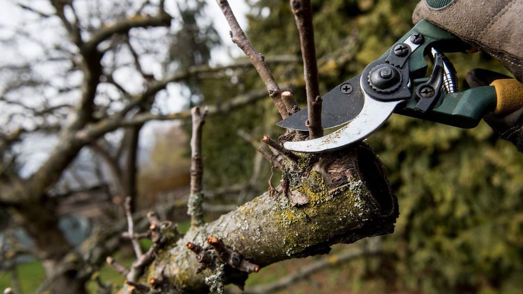 Zu ausladend? Jetzt ist eine gute Zeit für einen Rückschnitt, bevor das Gesetz Nein sagt.