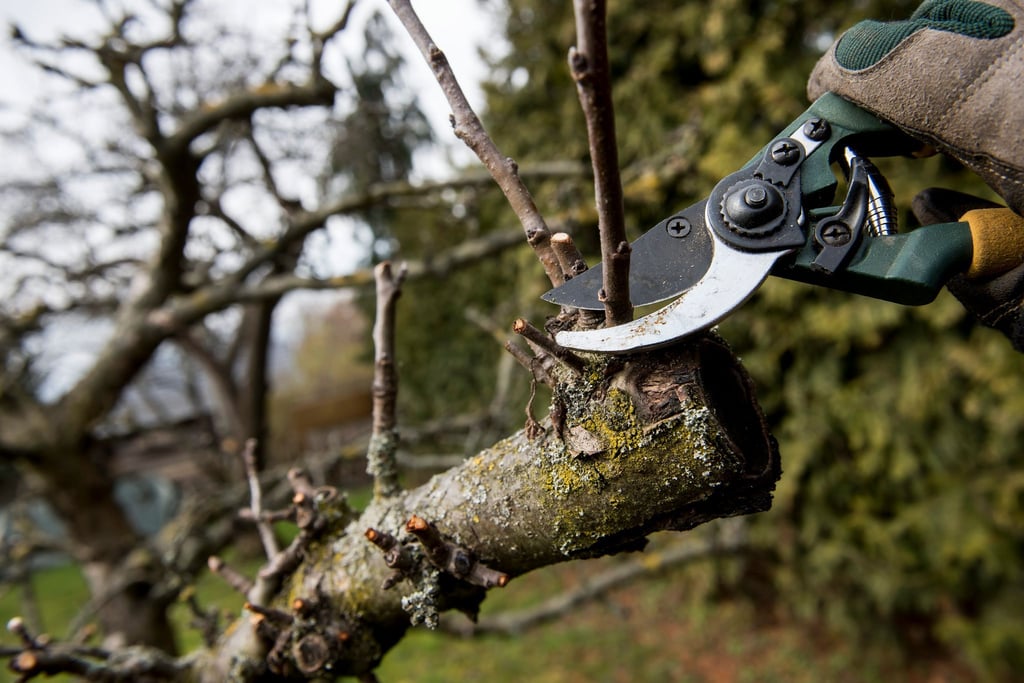 Zu ausladend? Jetzt ist eine gute Zeit für einen Rückschnitt, bevor das Gesetz Nein sagt.