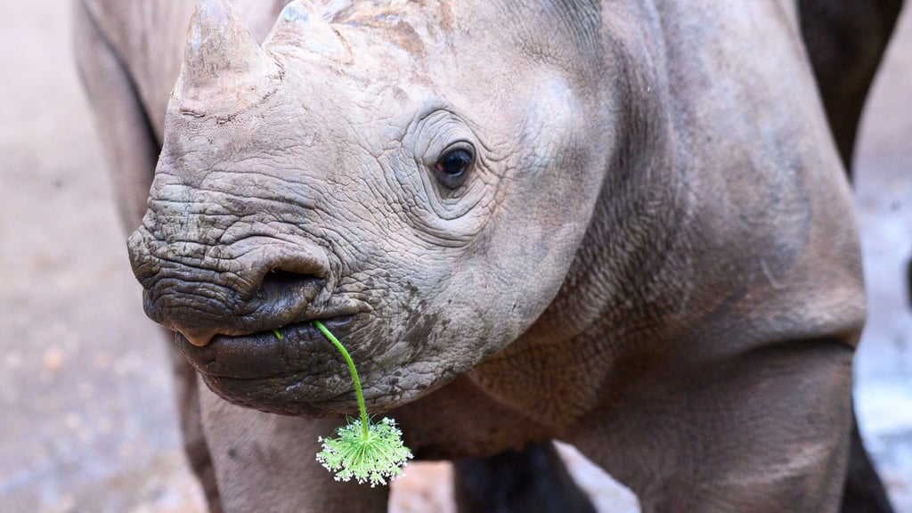 Das Spitzmaulnashorn-Weibchen Malia, hier 2024 als Jungtier zu sehen, verlässt den Magdeburger Zoo. (Archivbild)