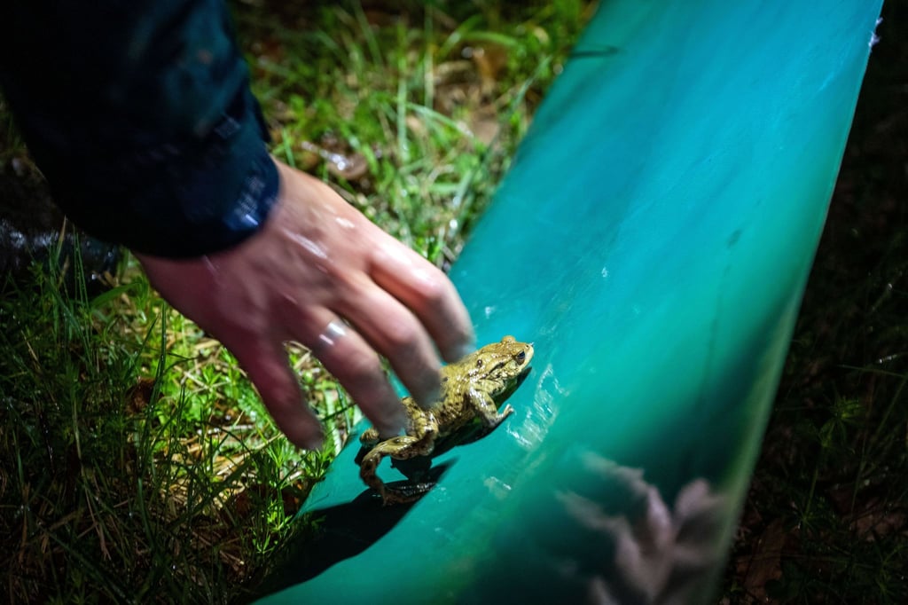 Vielerorts wurden bereits wieder Schutzzäune aufgestellt. Darauf sollten sich Autofahrer aber nicht verlassen. (Archivbild)