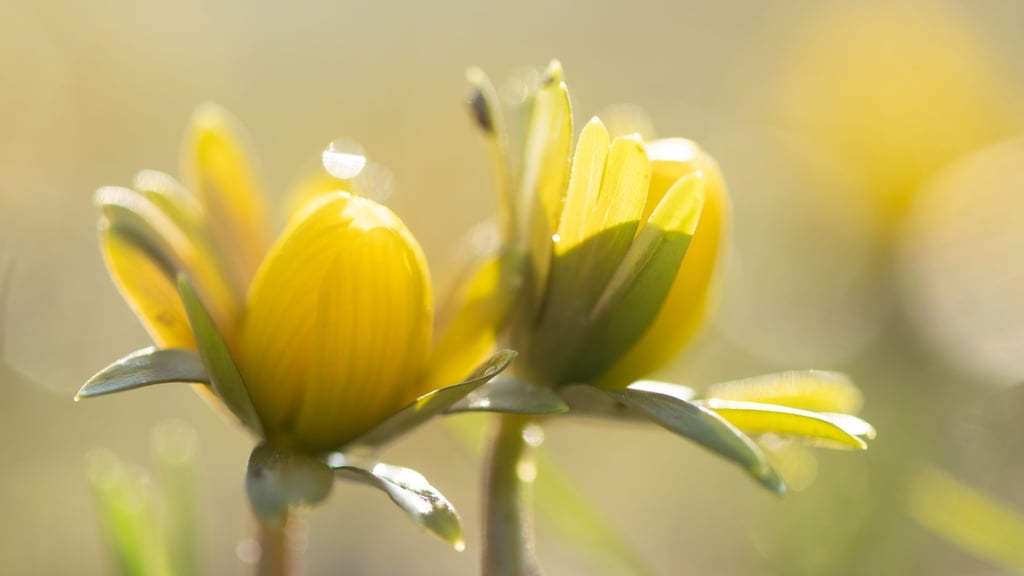 Manche Menschen reagieren stärker als andere auf Wetteränderungen. (Symbolbild)