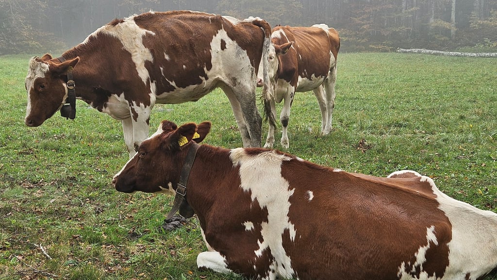 Blick über eine Weide mit Rindern. 
