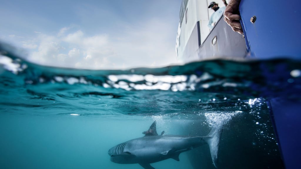 Nicht nur Haie versieht Ocearch mit Peilsendern - auch Meeresschildkröten, Robben, Delfine oder Alligatoren lassen sich auf der Seite der Organisation tracken.