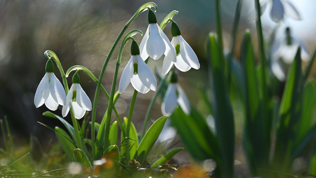In Sachsen, Sachsen-Anhalt und Thüringen steht der Frühling vor der Tür. (Symbolbild)