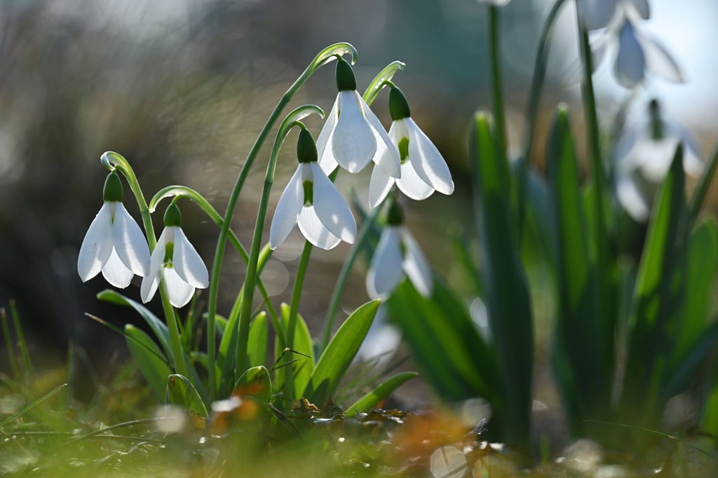 In Sachsen, Sachsen-Anhalt und Thüringen steht der Frühling vor der Tür. (Symbolbild)