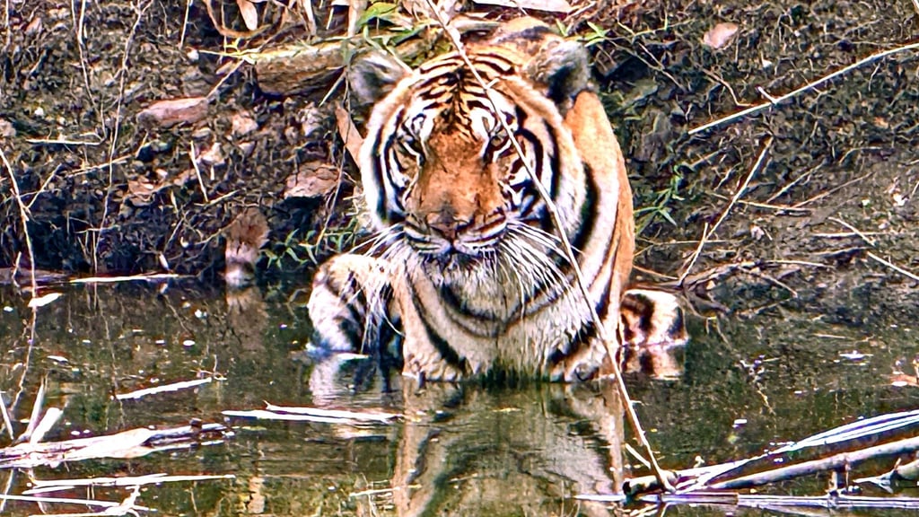 Innerhalb weniger Wochen starben in Nordthailand Dutzende Tiger - offenbar an einem Virus. (Archivbild)