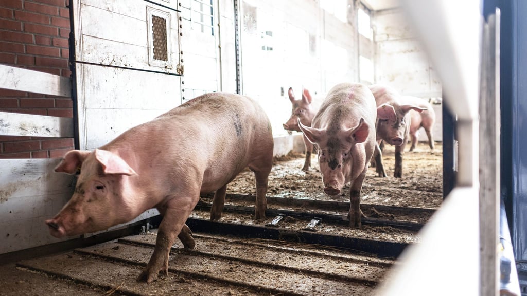 Die Zahl der Betriebe wird geringer - die Zahl der Tiere dagegen steigt. (Symbolbild)