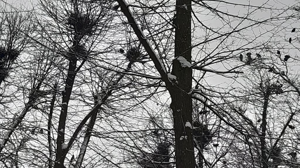 Der Winter war im Februar noch nicht gegangen, die Krähen waren aber schon wieder zurückgekommen.