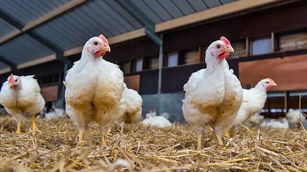 Mittwochabend will der Stadtrat Braunsbedra über den Bebauungsplan für die geplante Hähnchenmastanlage entscheiden.