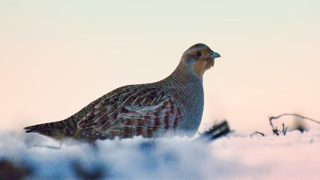 Das Rebhuhn ist Vogel des Jahres 2026. Während eines Vortrags in Barleben wird über ein Schutzprojekt in Sachsen-Anhalt berichtet.