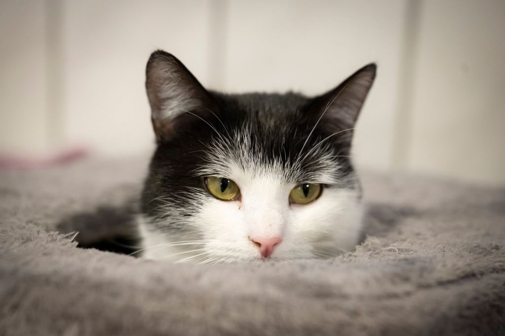 Katze Shila zieht voraussichtlich nach Schweden.