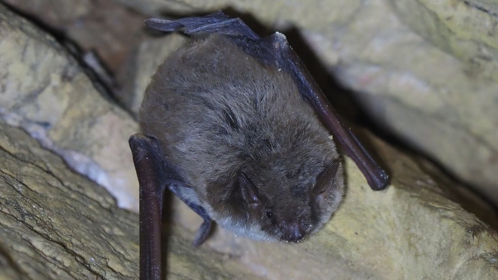 Die Teichfledermaus gehört zu den seltensten Fledermausarten in Sachsen und Deutschland.