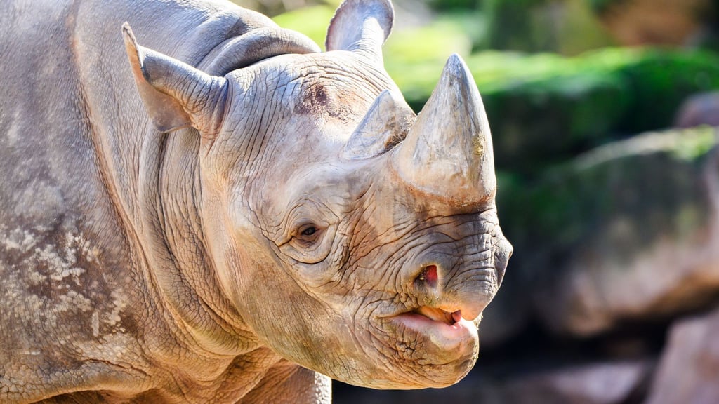 Nashorn Nasor steht in seinem neuen Zuhause: dem Zoo Hannover.