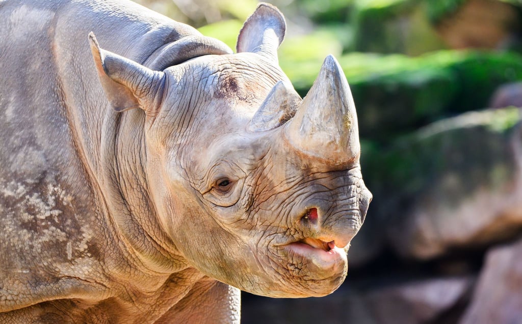 Nashorn Nasor steht in seinem neuen Zuhause: dem Zoo Hannover.