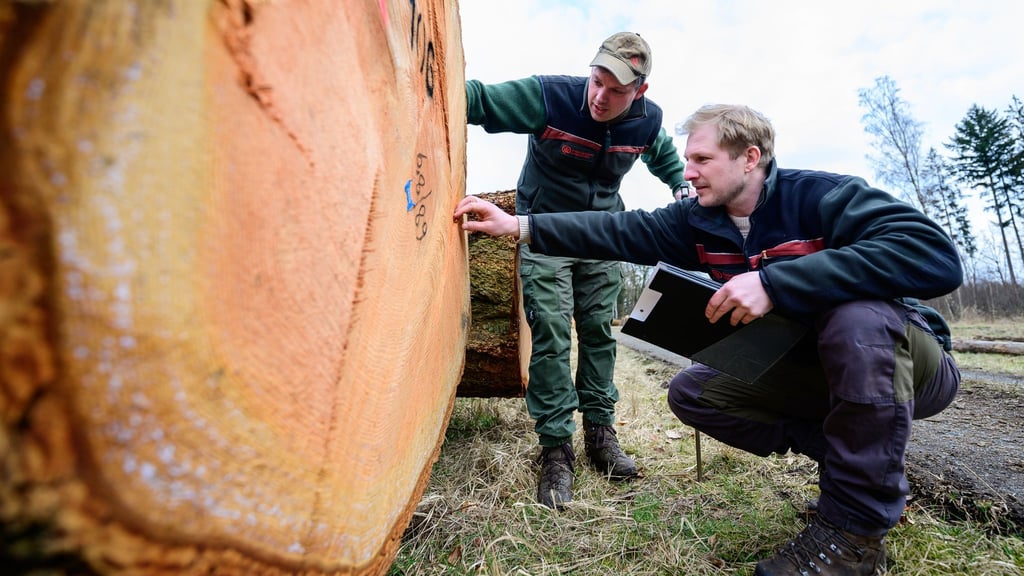 Im Frühjahr versteigern die Landesforsten wertvolle Bäume. (Archivbild)