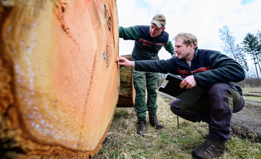 Im Frühjahr versteigern die Landesforsten wertvolle Bäume. (Archivbild)