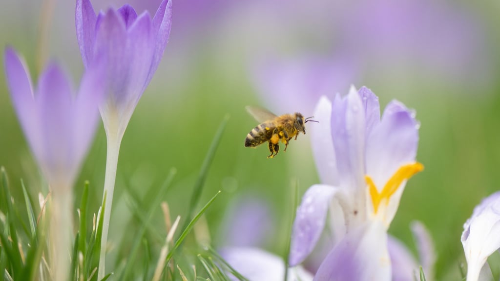 Krokusse, Winterlinge, Schneeglöckchen und Haselnuss bieten Bienen in Sachsen derzeit erste Nahrung. (Archivbild)
