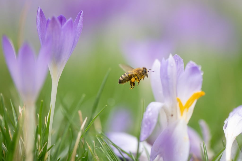 Krokusse, Winterlinge, Schneeglöckchen und Haselnuss bieten Bienen in Sachsen derzeit erste Nahrung. (Archivbild)