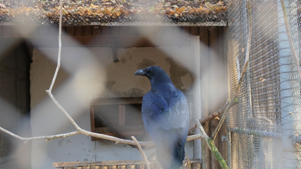 Im Herbst beschädigten Vandalen das Rabengehege im Südpark. 
