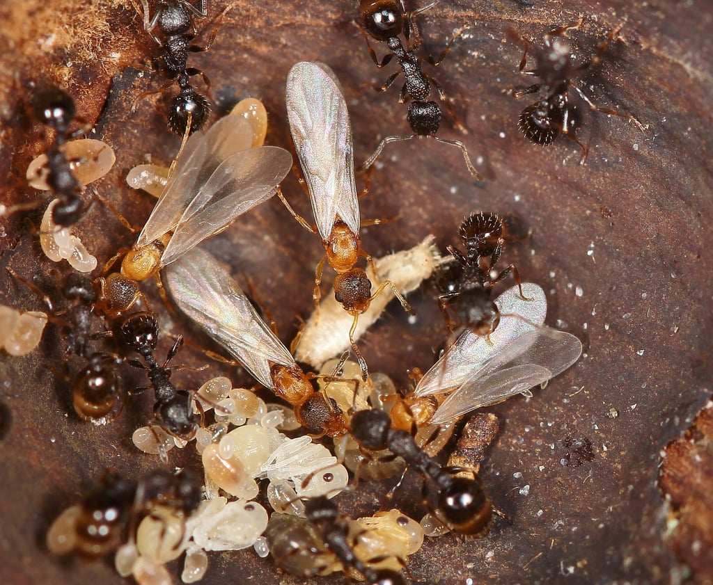 Hellbraune, geflügelte Ameisenköniginnen überfallen den Staat einer anderen Art und lassen dort den eigenen Nachwuchs aufziehen.