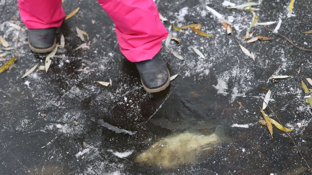Der Sauerstoffmangel führt zum Tod der Tiere. (Archivbild).