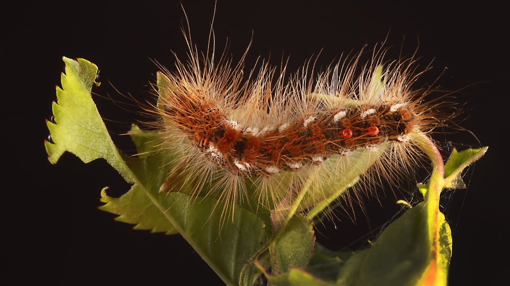 Ganz schön giftig ist sind die Brennhaare dieses Mitbewohners in Halle. 