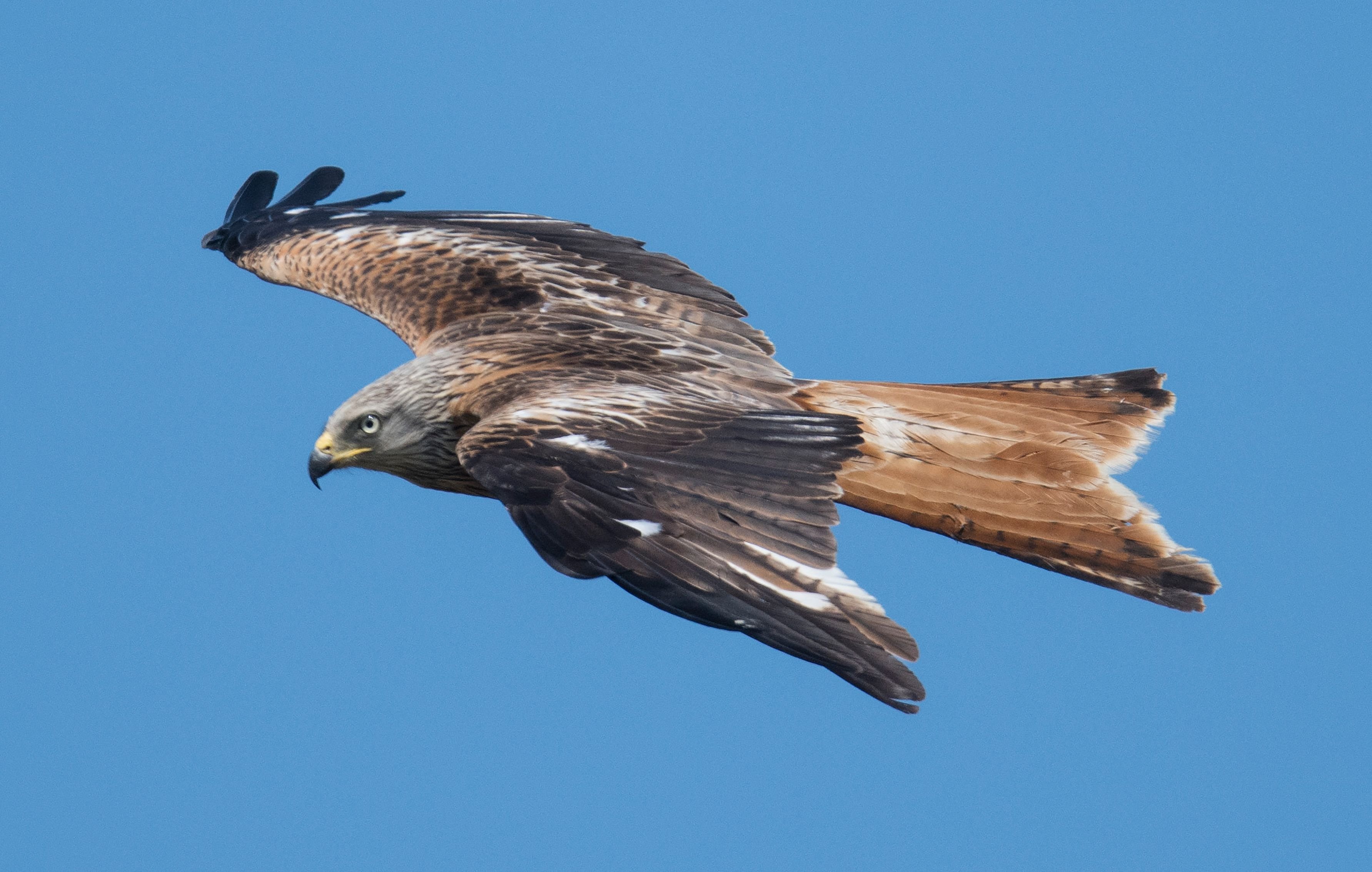 Windkraft-Streit im Harz: Das sagt der Chef des Rotmilan-Zentrums Sachsen-Anhalt zu geplanten Windrädern bei Halberstadt