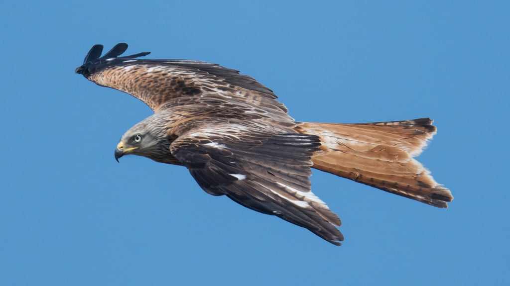 Der Rotmilan ist ein eleganter Segler.