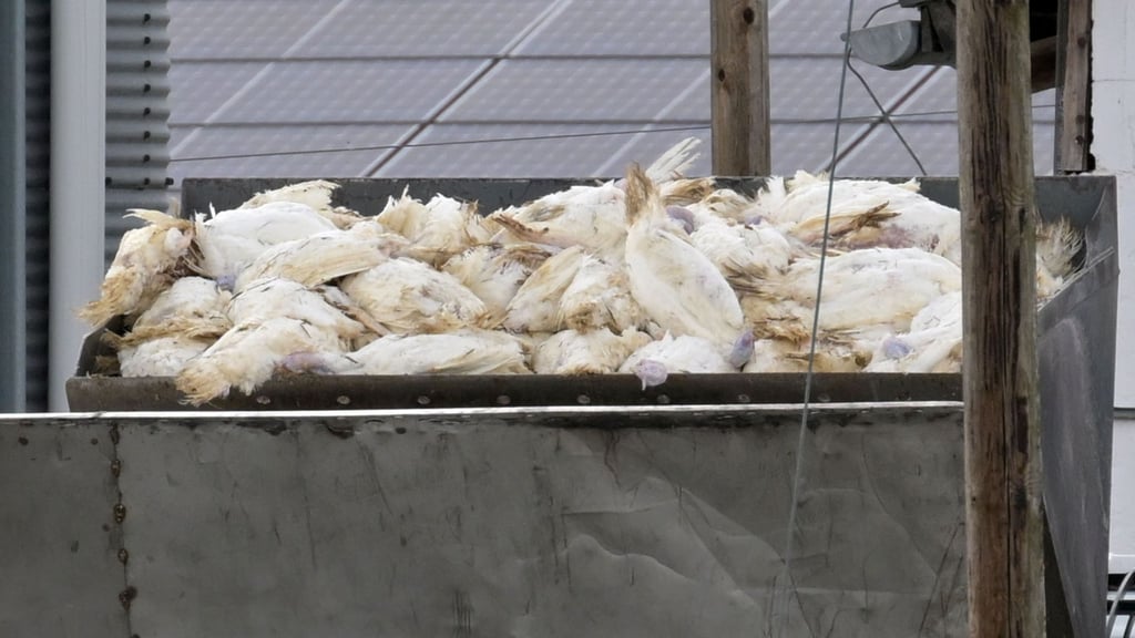 Zahlreiche tote Puten werden mit Hilfe eines Radladers in einen Container gekippt. Wegen der Geflügelpest mussten schon viele Tiere getötet werden. (Archivbild)