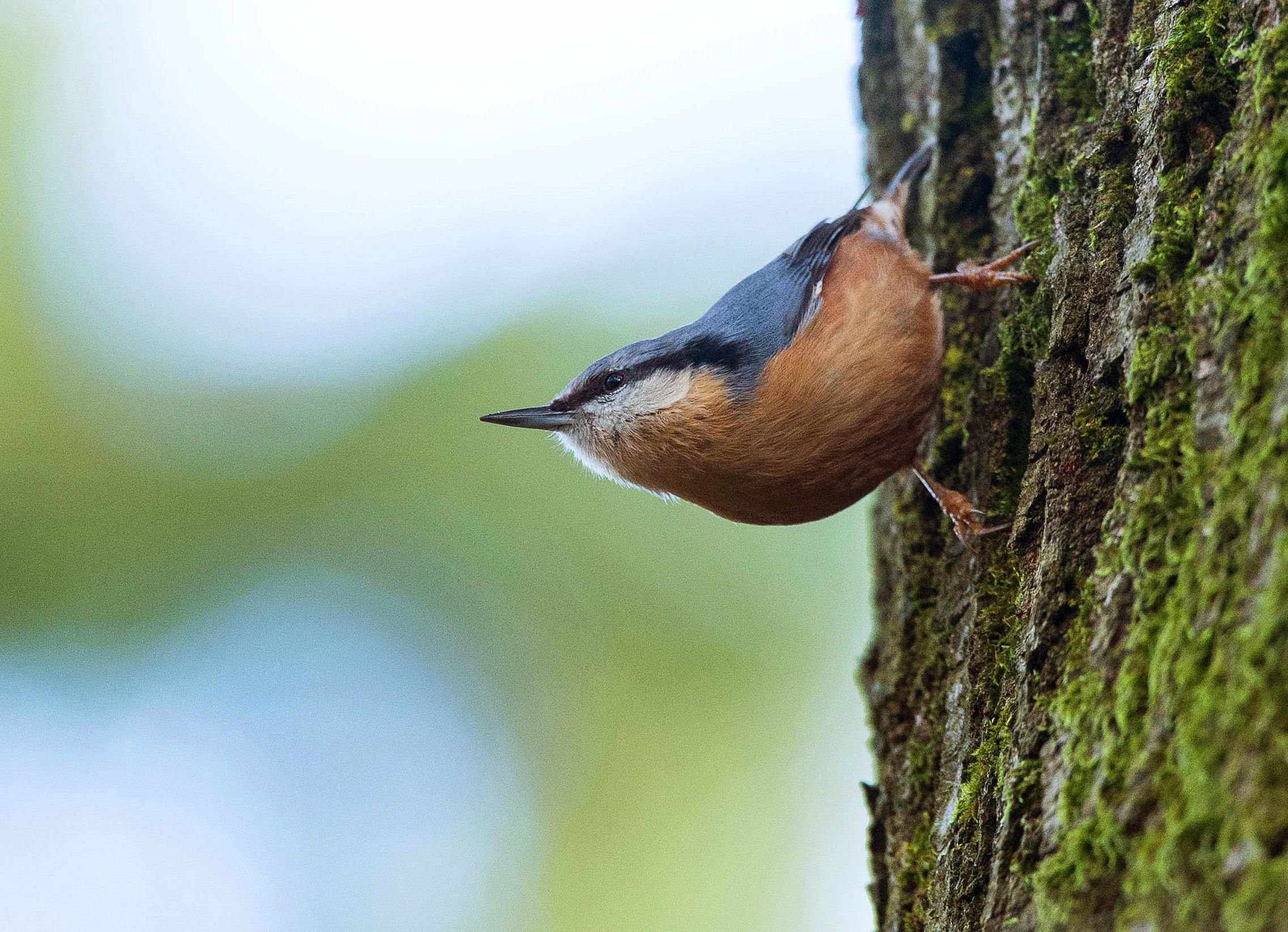 Natur im Harz: Vögel in Halberstadt verlieren immer mehr Lebensraum: Naturschützer schlagen Alarm