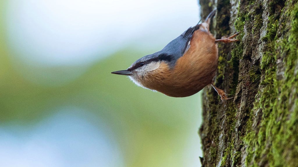 Ein Kleiber sitzt an einem Baumstamm.