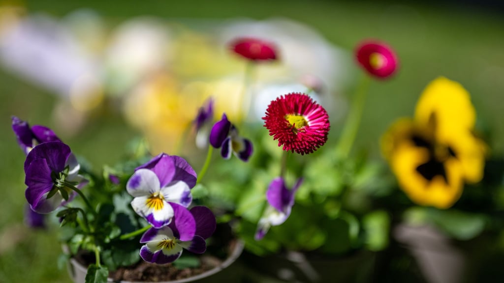 Die Luft wird in Berlin und Brandenburg frühlingshaft warm - 18 Grad warm soll es am Freitag werden.