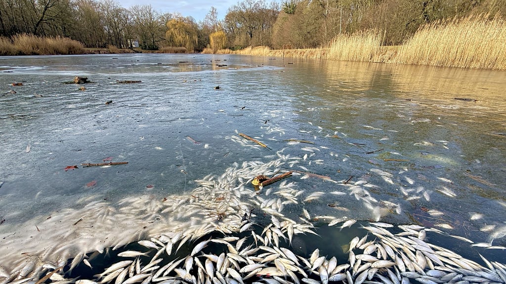 Im Georgium: Nachdem das Eis auf dem Viereckteich zu schmelzen beginnt, wird das ganze Ausmaß des Fischsterbens sichtbar.