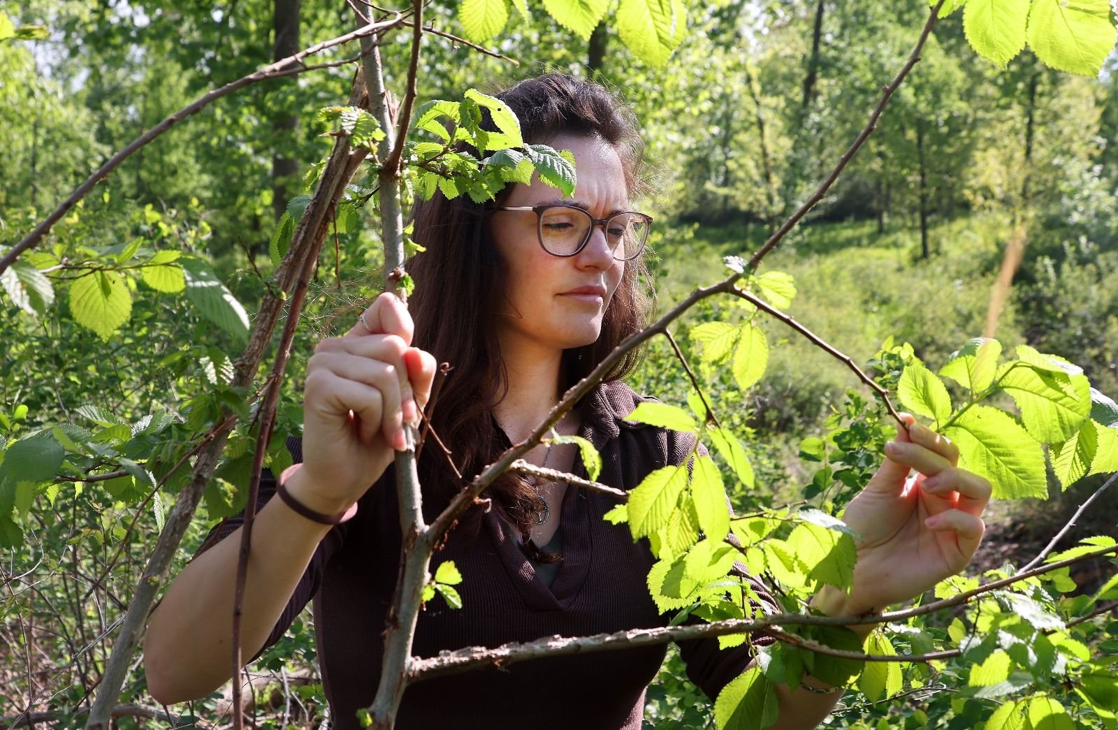 Schädlinge und invasive Pflanzen: Dölauer Heide: Halles Stadtwald ist nur teilweise in stabilem Zustand