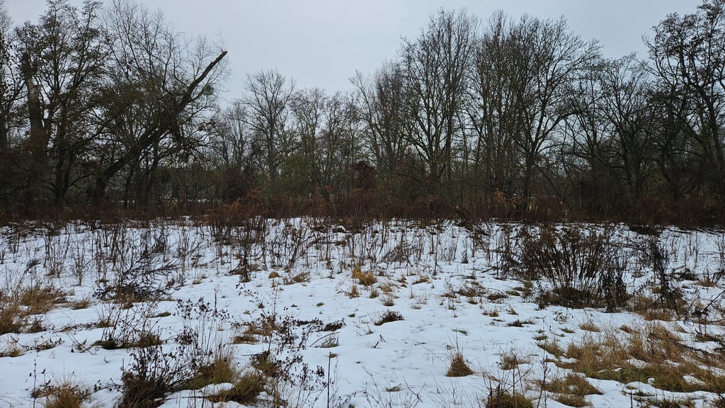 An das einstige Kulturhauses der Eisenbahner erinnert auf dieser Brache auf dem Magdeburger Werder nichts mehr.