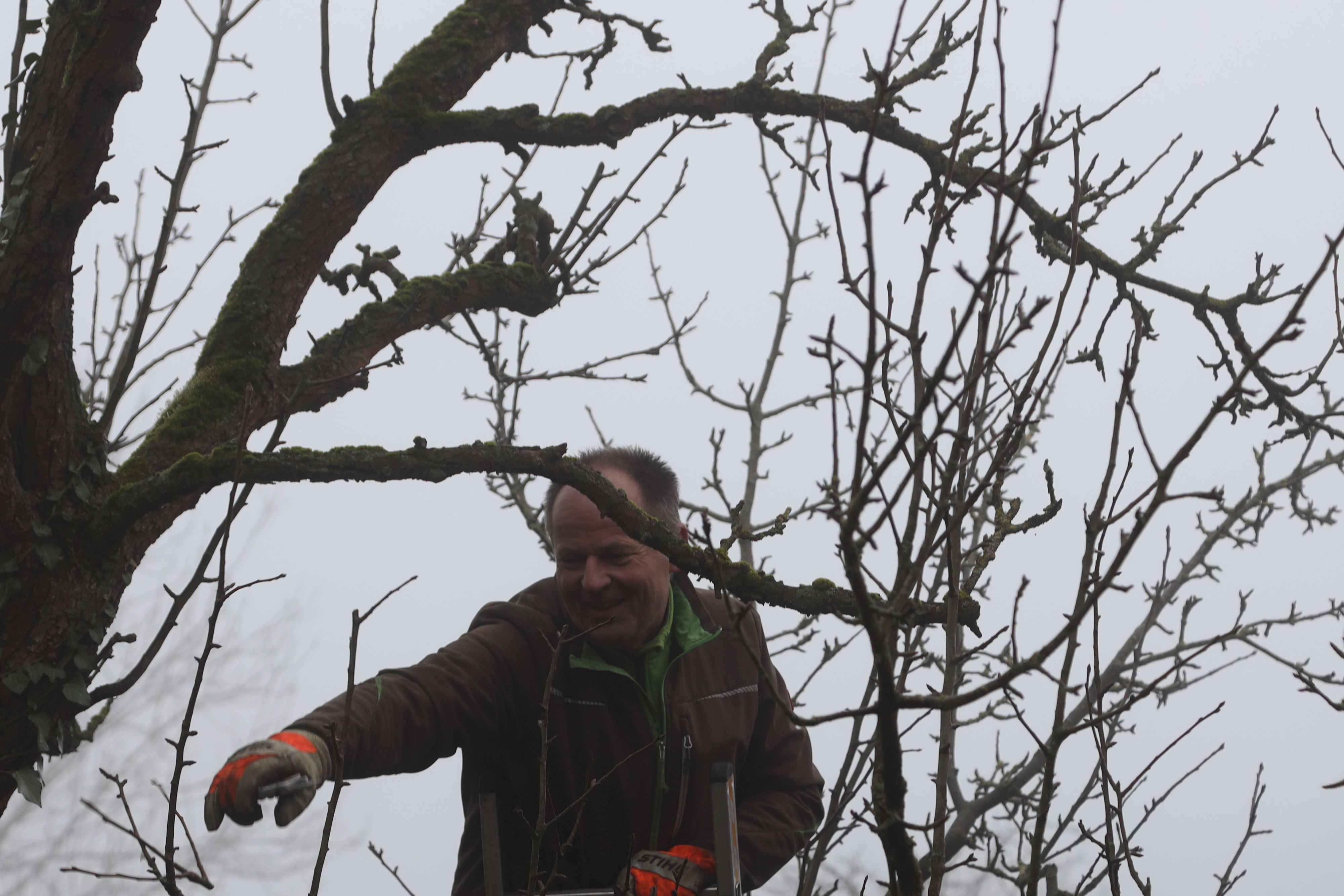 Börde: Obstbäume richtig schneiden: Kurse im Obstbaumschnitt in Barleben vermitteln Oeschberg-Methode