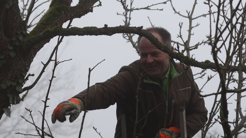 Jörg Brämer vom Nabu  beschneidet einen alten Birnenbaum auf der Streuobstwiese des Naturdenkmals bei Gutenswegen.