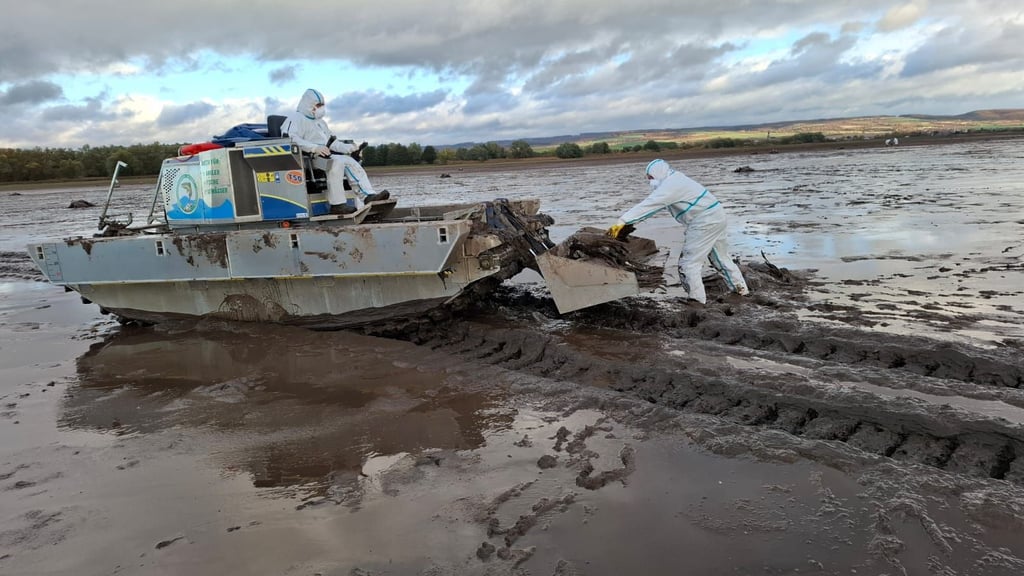 Bilder die es zu vermeiden gilt: Hunderte an Vogelgrippe verstorbene Kraniche werden im Oktober 2025 am Stausee Kelbra eingesammelt.