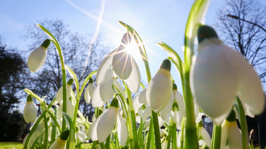 In Sachsen-Anhalt machen sich frühlingshafte Temperaturen breit. Das Thermometer klettert im Laufe der Woche auf bis zu 20 Grad Celsius.