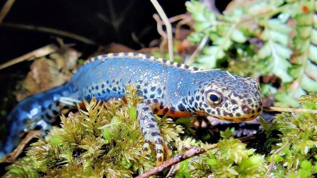 Der Burgteich in Ermsleben soll auch Lebensraum für den farbenprächtigen Bergmolch sein.