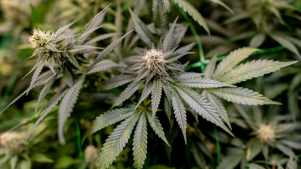 Gegen drei Verdächtige wurde Haftbefehl erlassen. (Symbolbild)