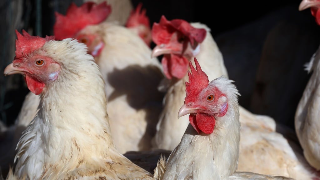 Weitere Vogelgrippefälle in Thüringen - Hühnerhaltungen betroffen (Symbolfoto).