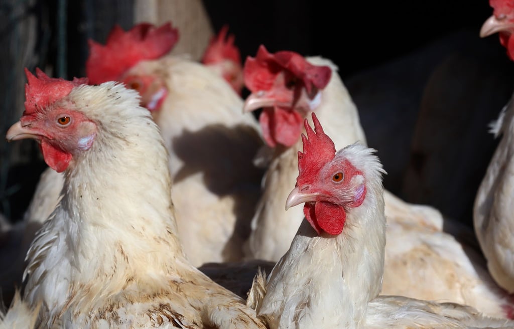 Weitere Vogelgrippefälle in Thüringen - Hühnerhaltungen betroffen (Symbolfoto).