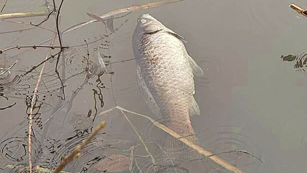 Der Teich hat nicht mehr genügend Sauerstoff.