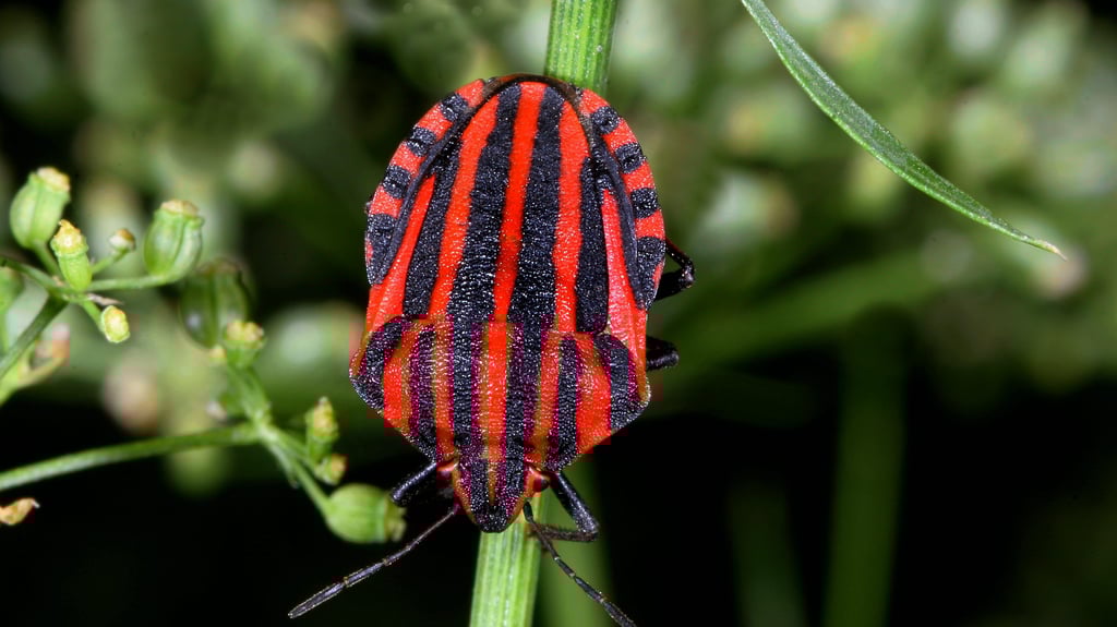 Rot gefärbt und schwarze Streifen: Dieser Mitbewohner schreckt seine Feinde ab.