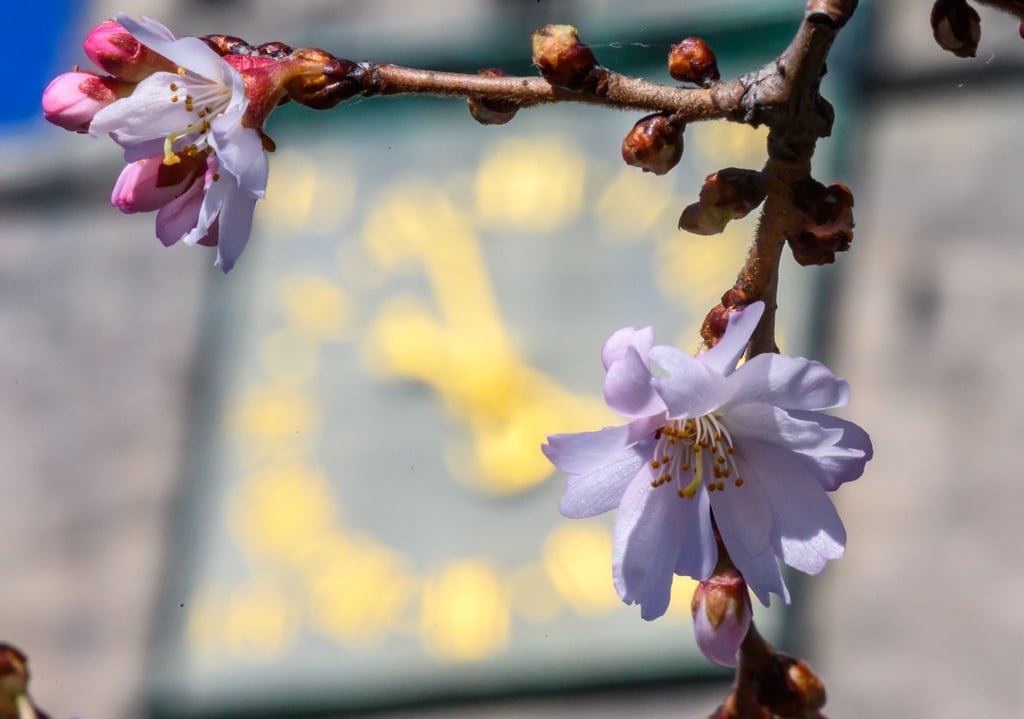 In den nächsten Tagen wird es frühlingshaft.