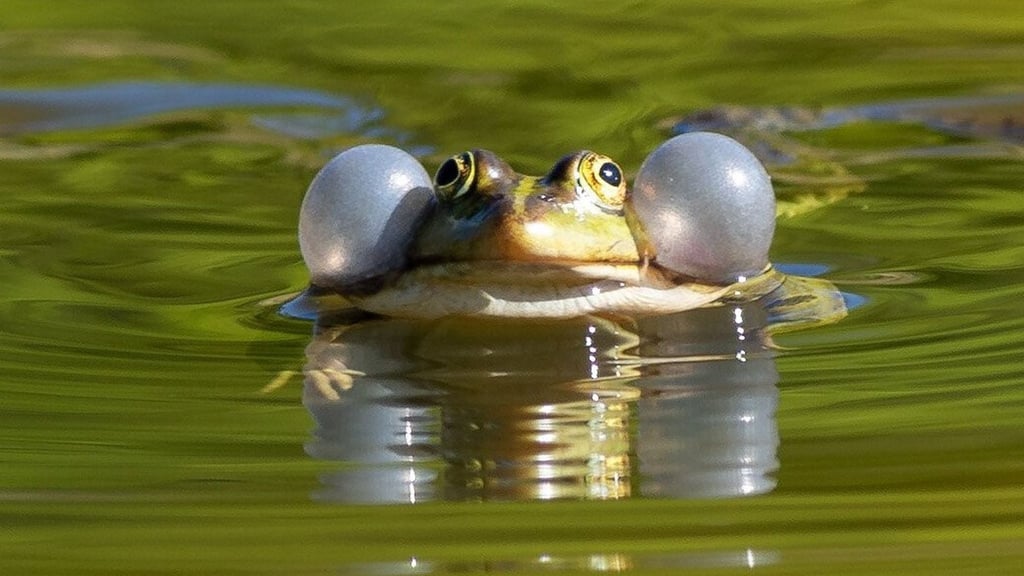 Mit dem Frühling startet das Leben im Teich – ein guter Zeitpunkt, erste Pflegeschritte zu machen.