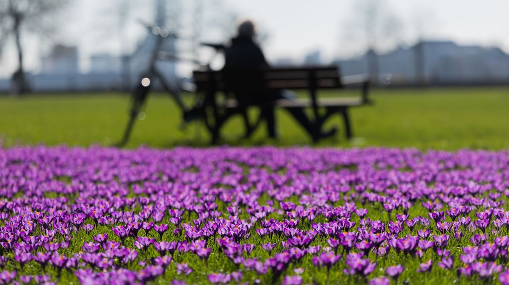 Ungewöhnlich milde Temperaturen lassen die Blumen sprießen und die Hoffnung auf einen verfrühten Frühling aufblühen.